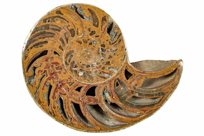 Cut & Polished Jurassic Nautilus Fossil (Half) - Madagascar #289974